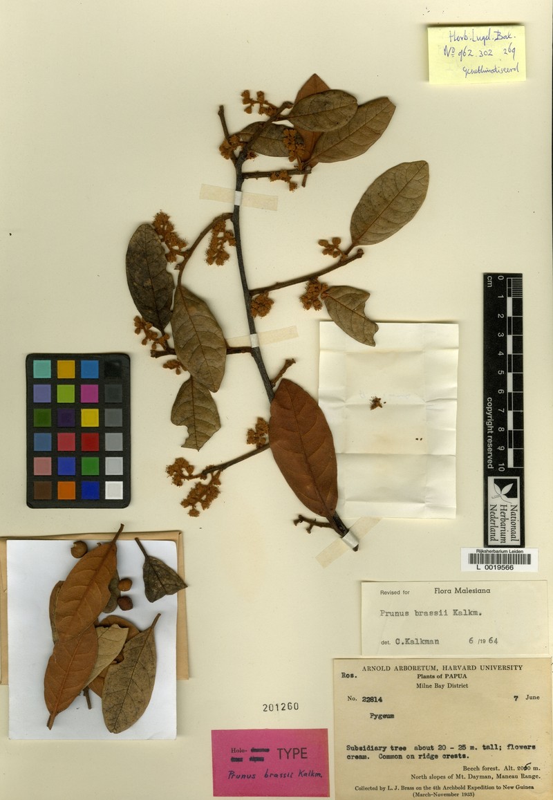 Prunus brassii photo 3