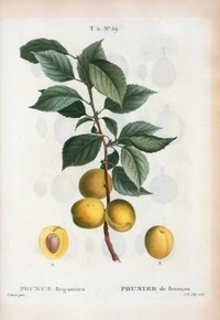 Prunus brigantina