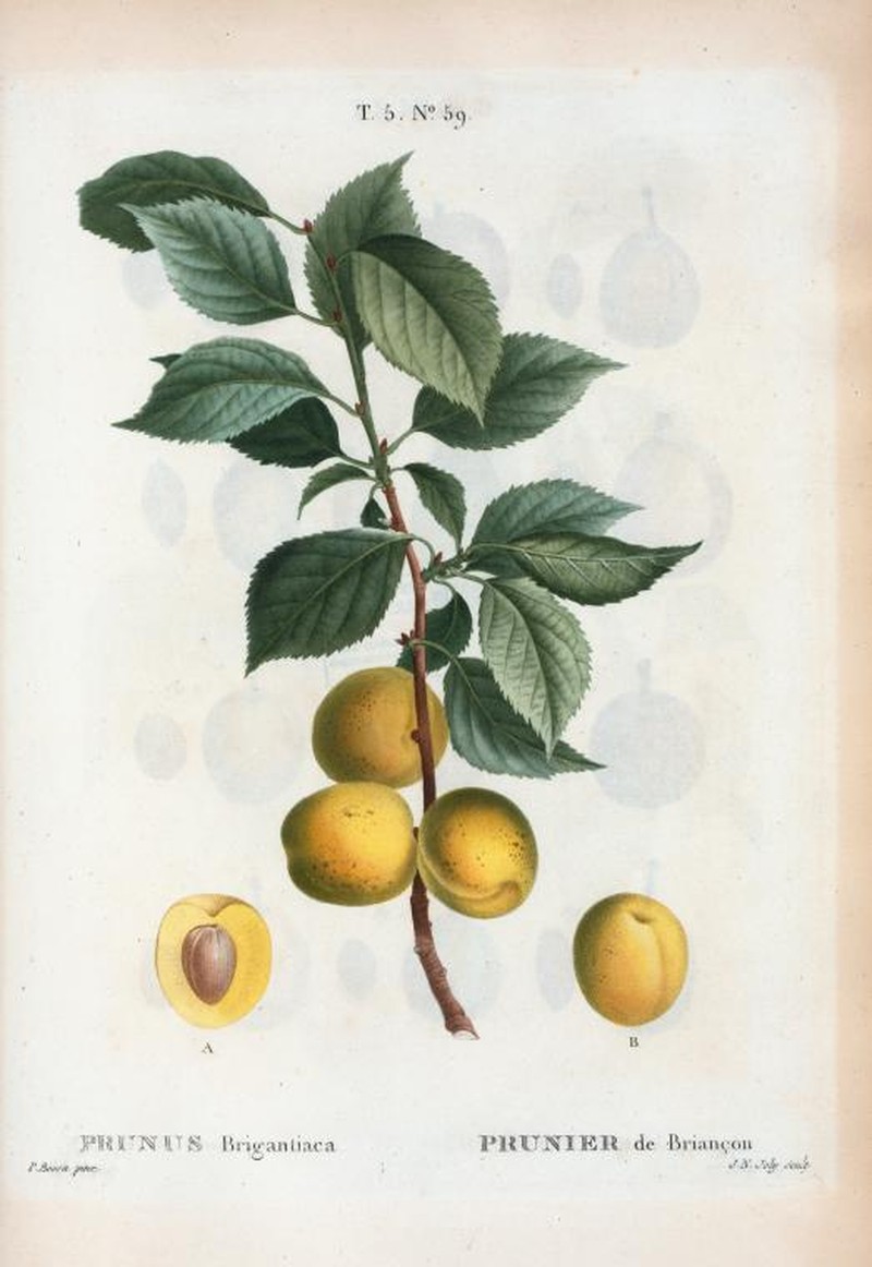 Prunus brigantina
