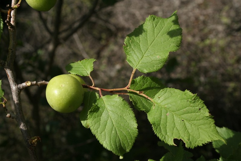 Prunus brigantina photo 2
