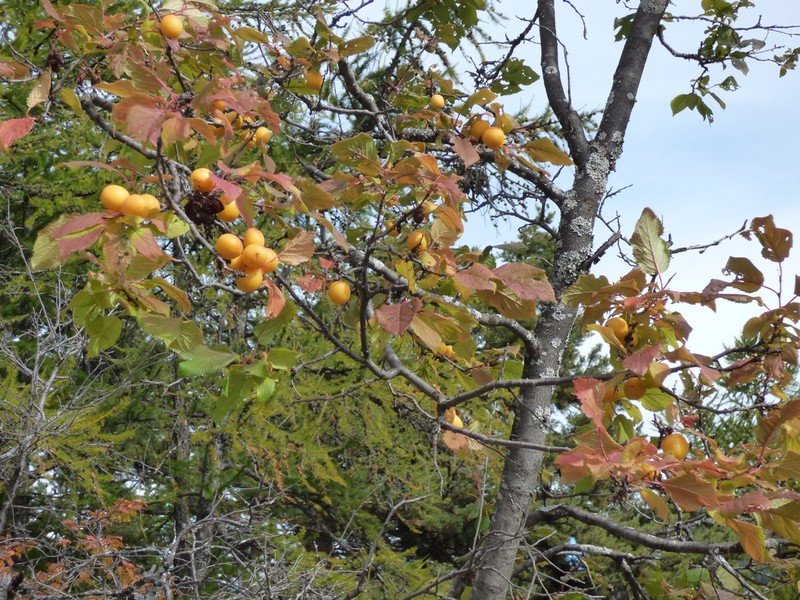 Prunus brigantina photo 3
