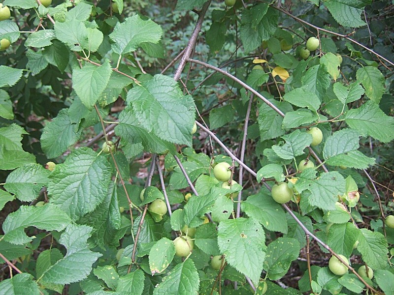 Prunus brigantina photo 4