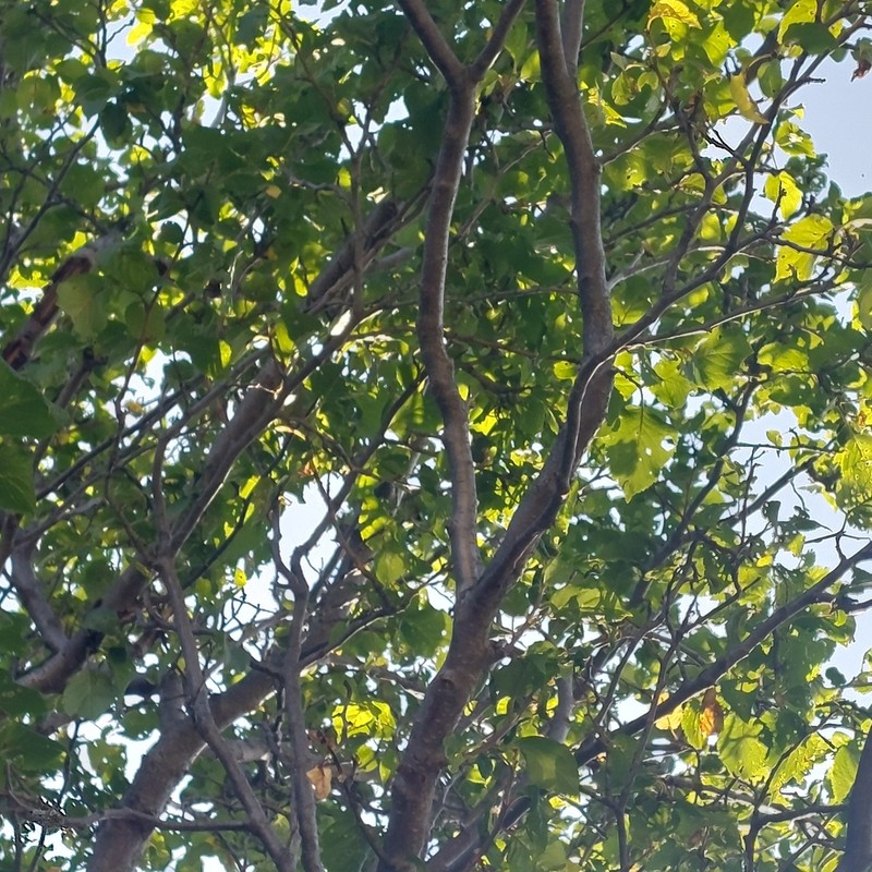 Prunus brigantina photo 5
