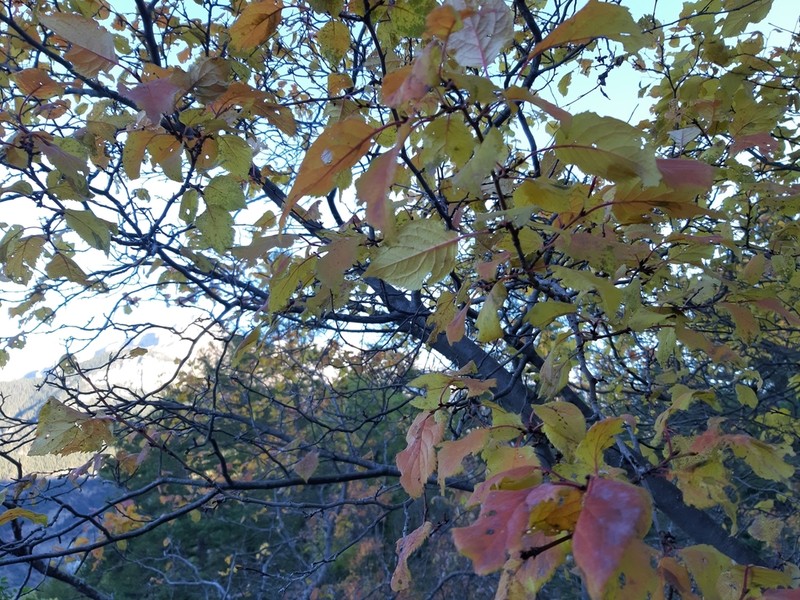 Prunus brigantina photo 6