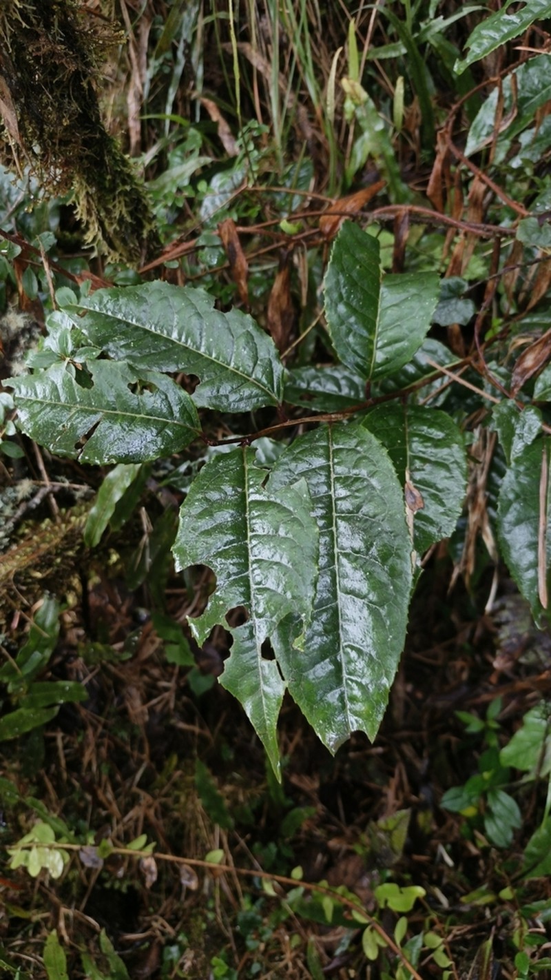 Prunus brittoniana