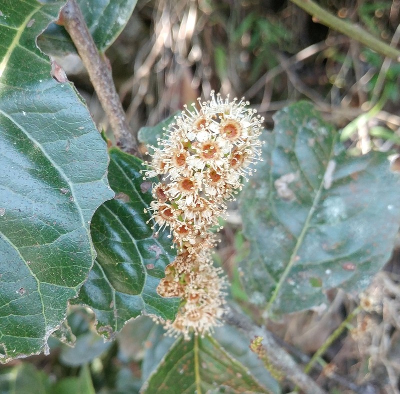 Prunus brittoniana photo 2