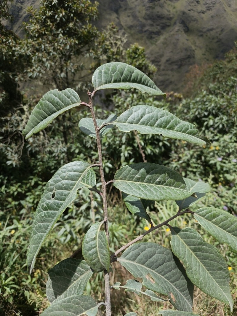 Prunus brittoniana photo 3