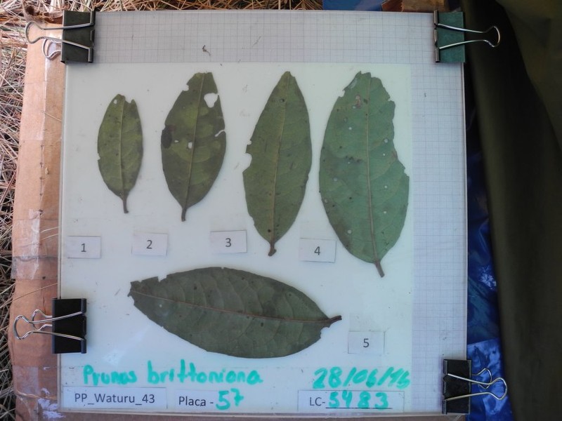 Prunus brittoniana photo 6