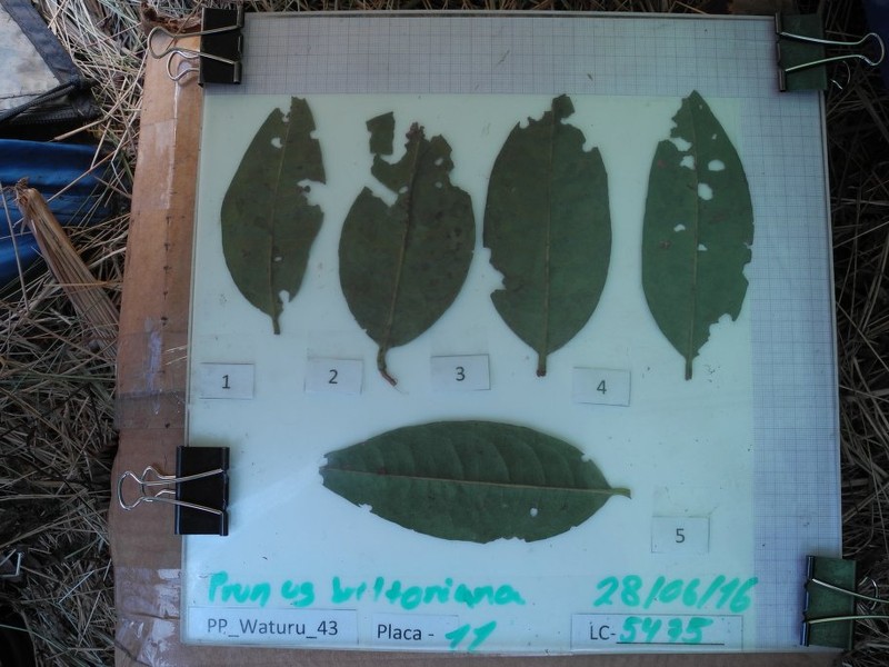 Prunus brittoniana photo 8