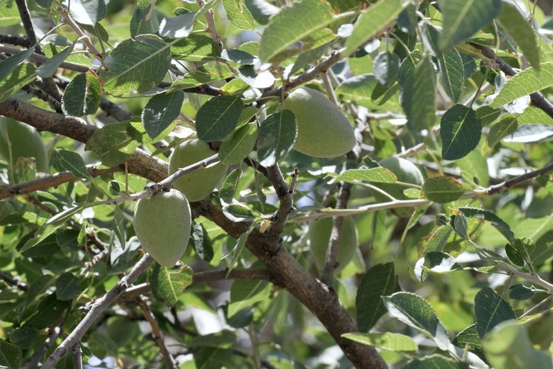 Prunus bucharica photo 2