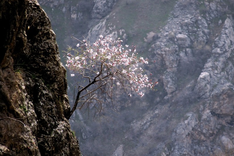 Prunus bucharica photo 3