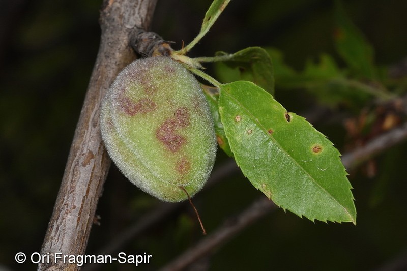 Prunus bucharica photo 4