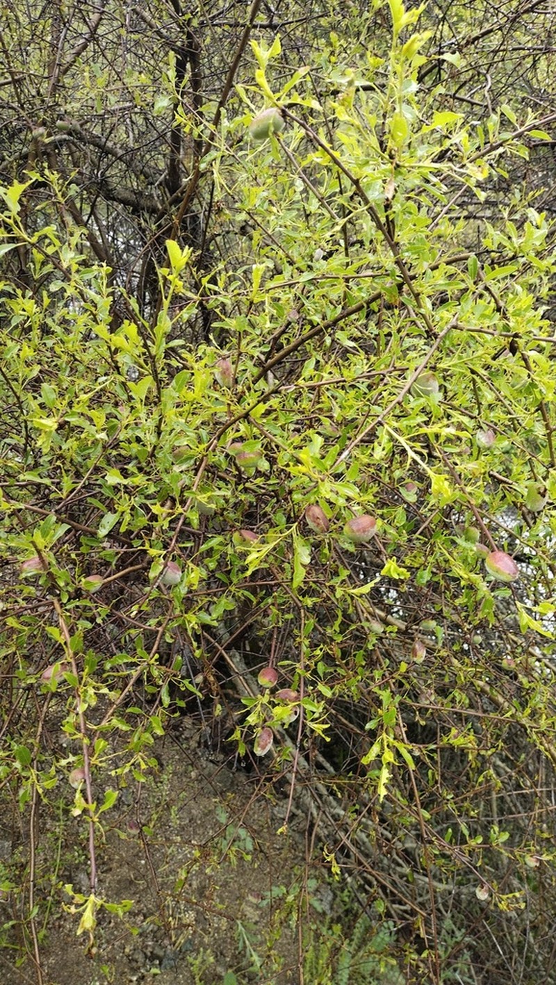 Prunus bucharica photo 5