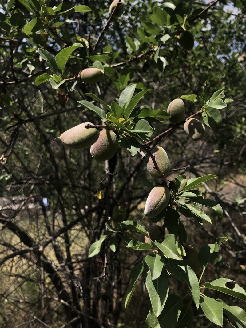 Prunus bucharica photo 6