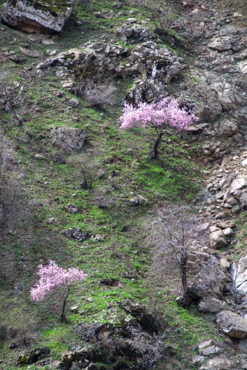 Prunus bucharica photo 7