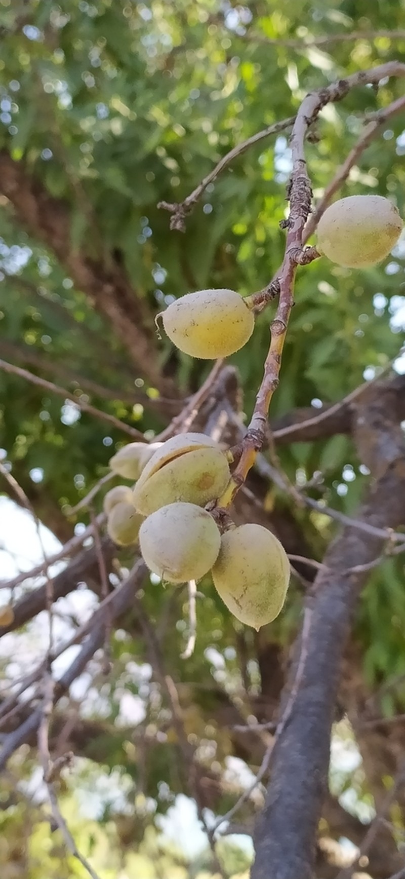 Prunus bucharica photo 8