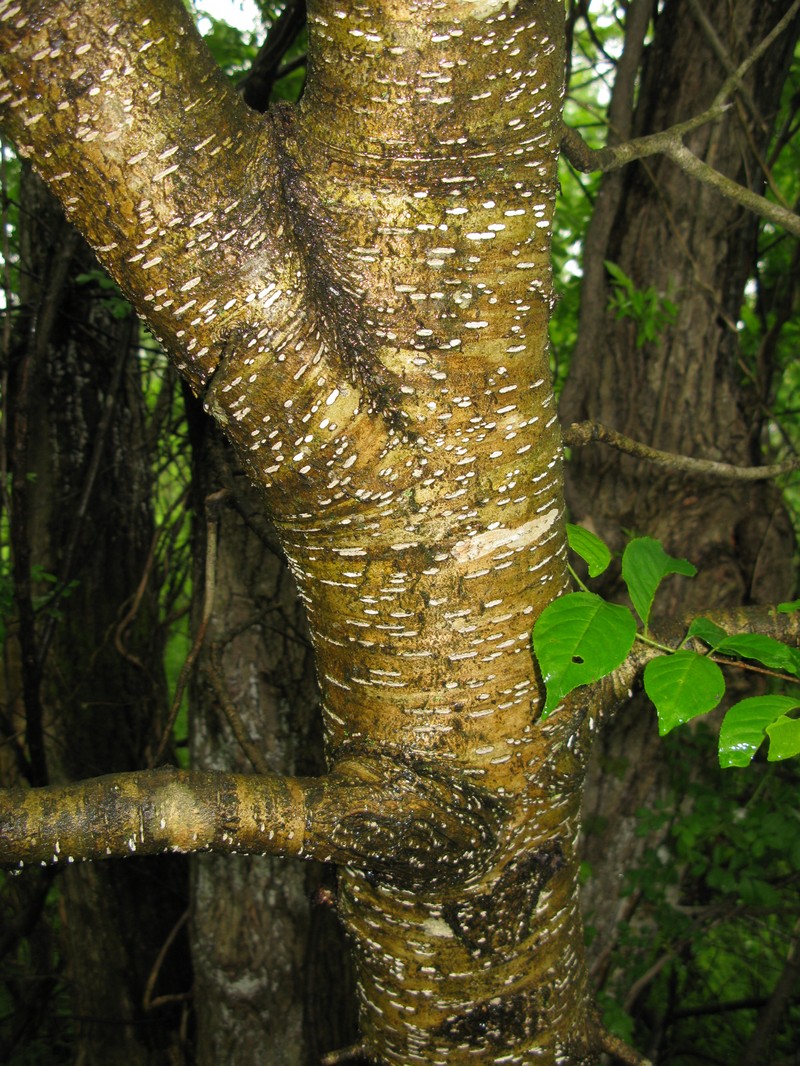 Prunus buergeriana photo 2
