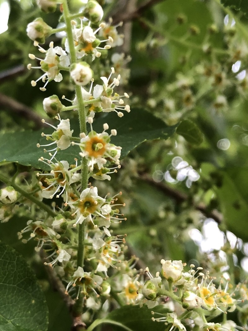 Prunus buergeriana photo 3