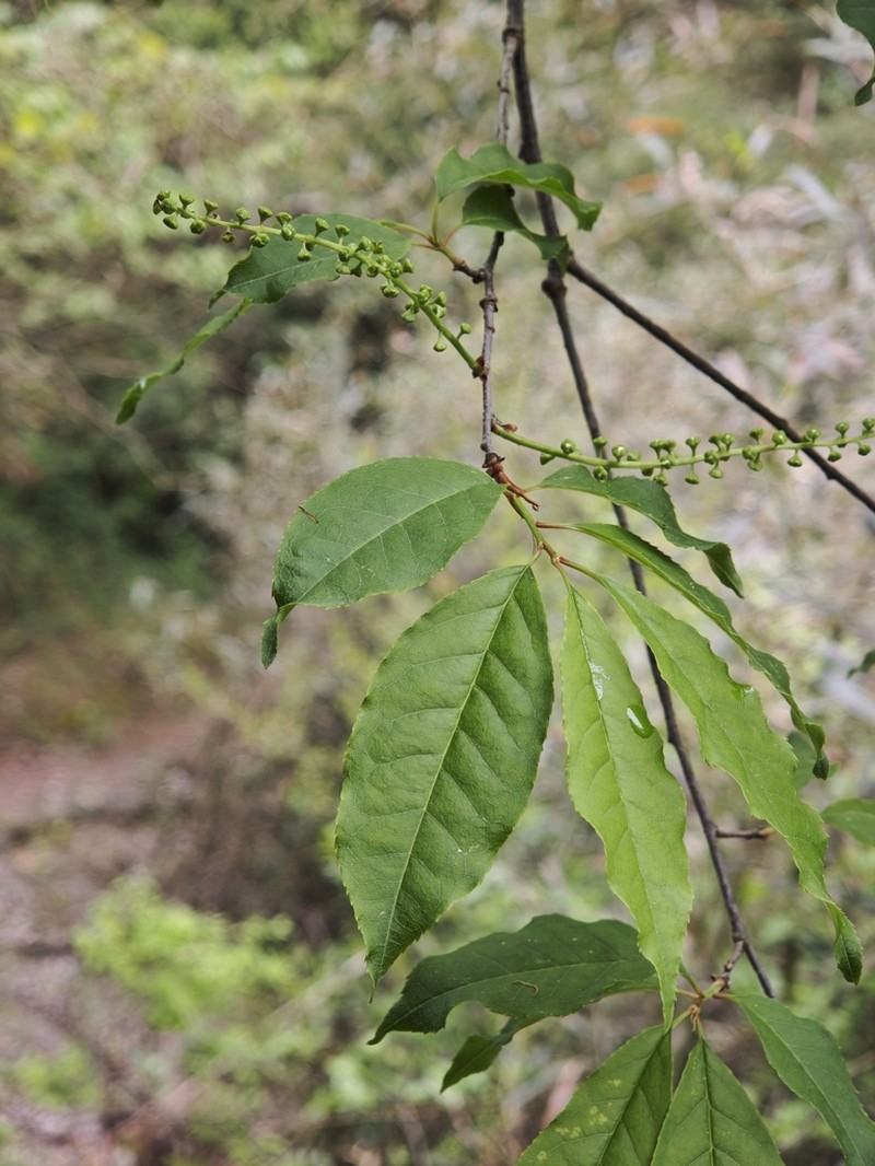 Prunus buergeriana photo 4