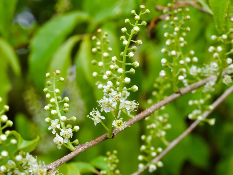 Prunus buergeriana photo 6