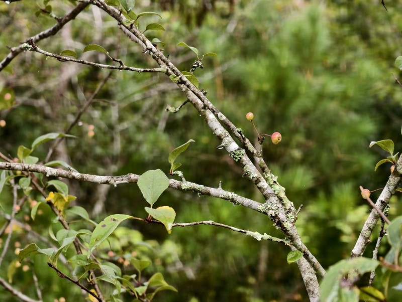 Prunus buergeriana photo 7