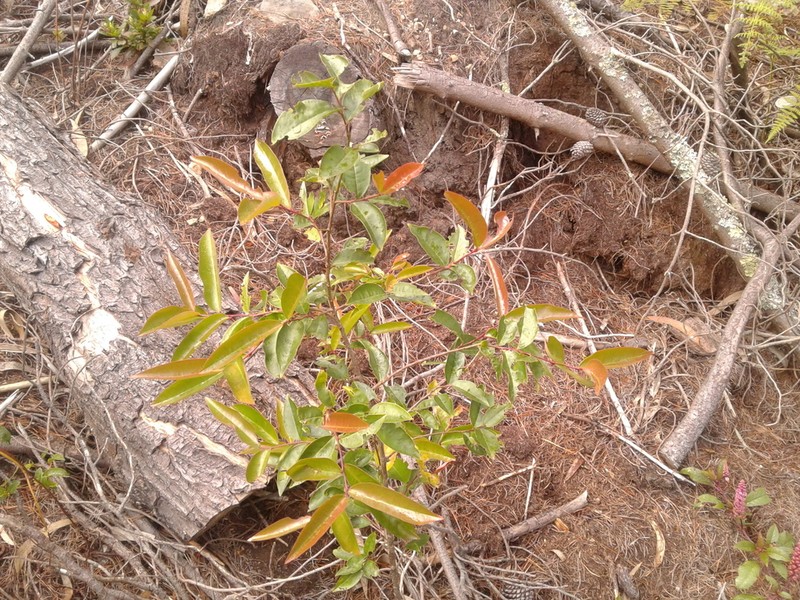 Prunus buxifolia photo 2