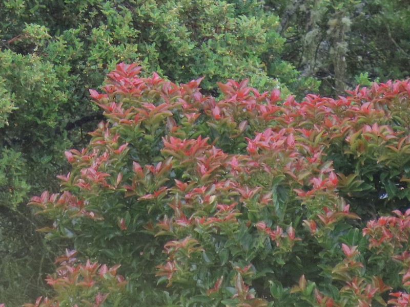 Prunus buxifolia photo 4