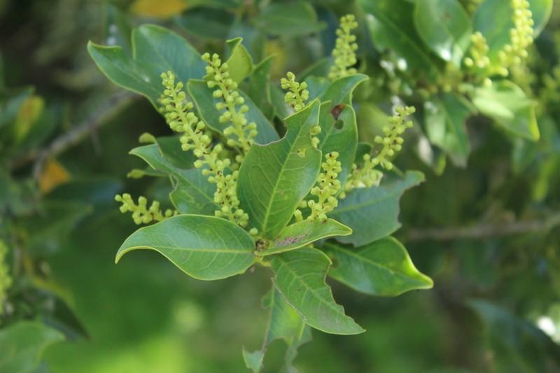 Prunus buxifolia photo 7