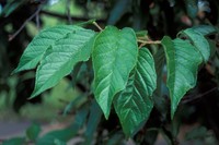 Prunus campanulata