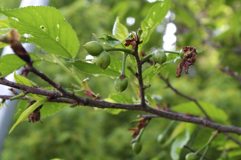 Prunus campanulata photo 2