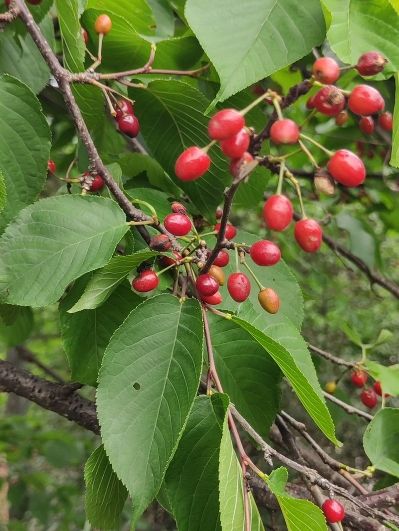 Prunus campanulata photo 3