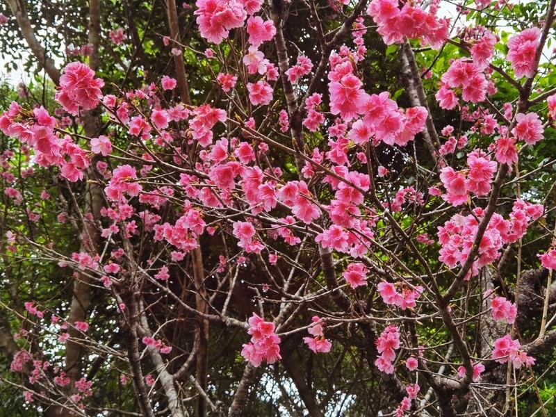 Prunus campanulata photo 4