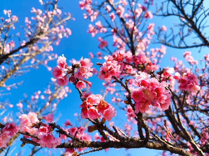 Prunus campanulata photo 6