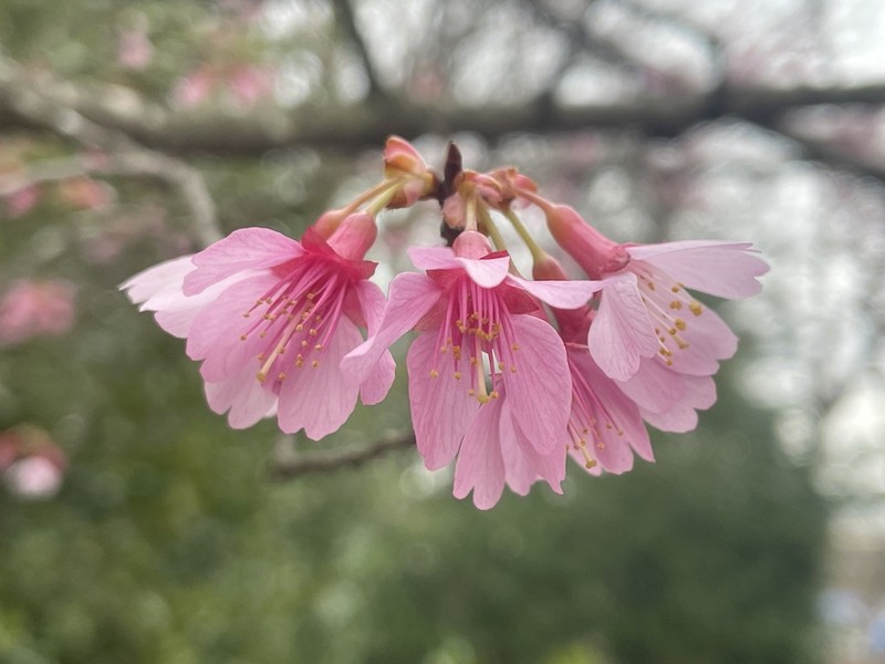 Prunus campanulata photo 7