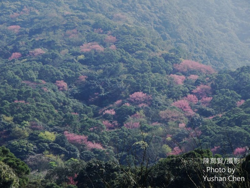 Prunus campanulata photo 8