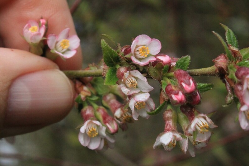 Prunus canescens photo 2