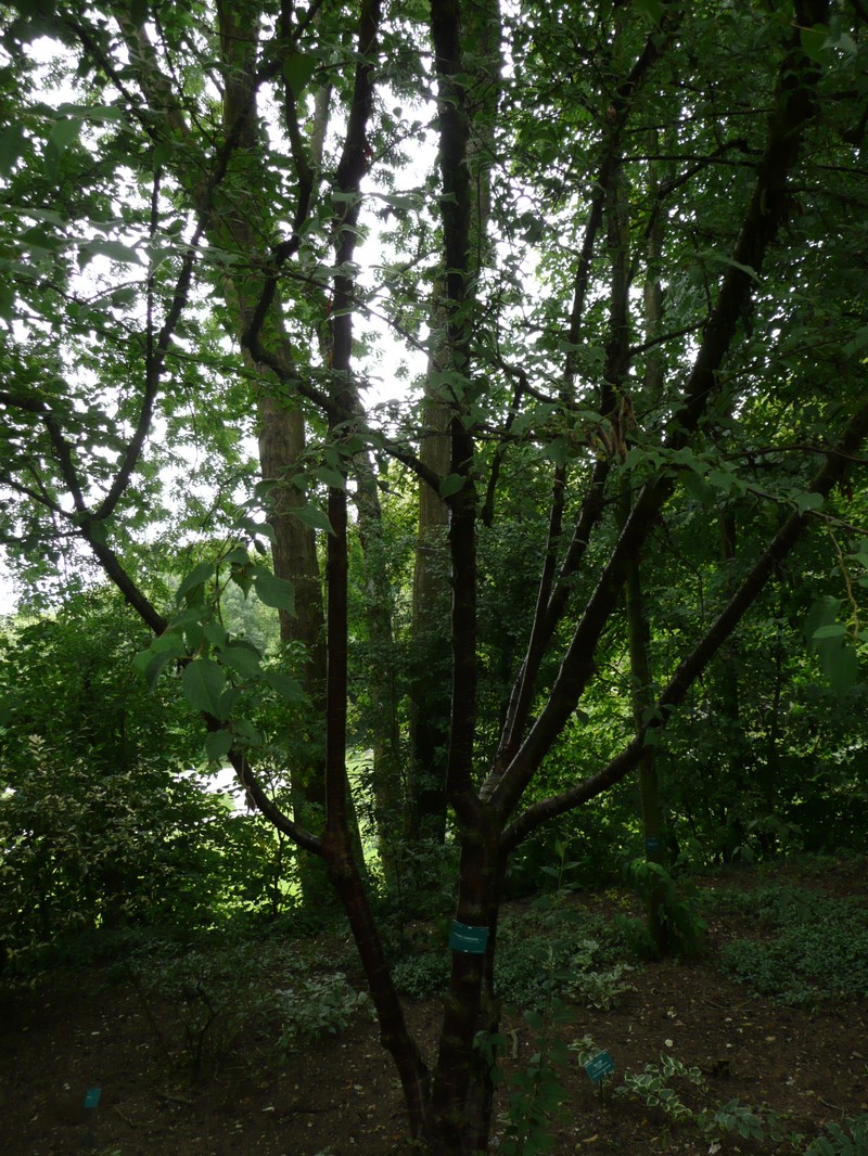Prunus canescens photo 3
