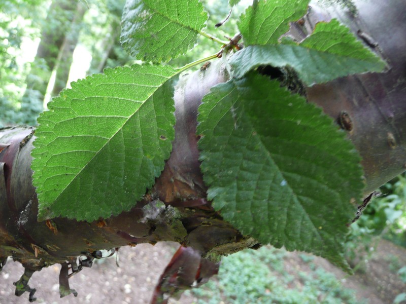 Prunus canescens photo 4