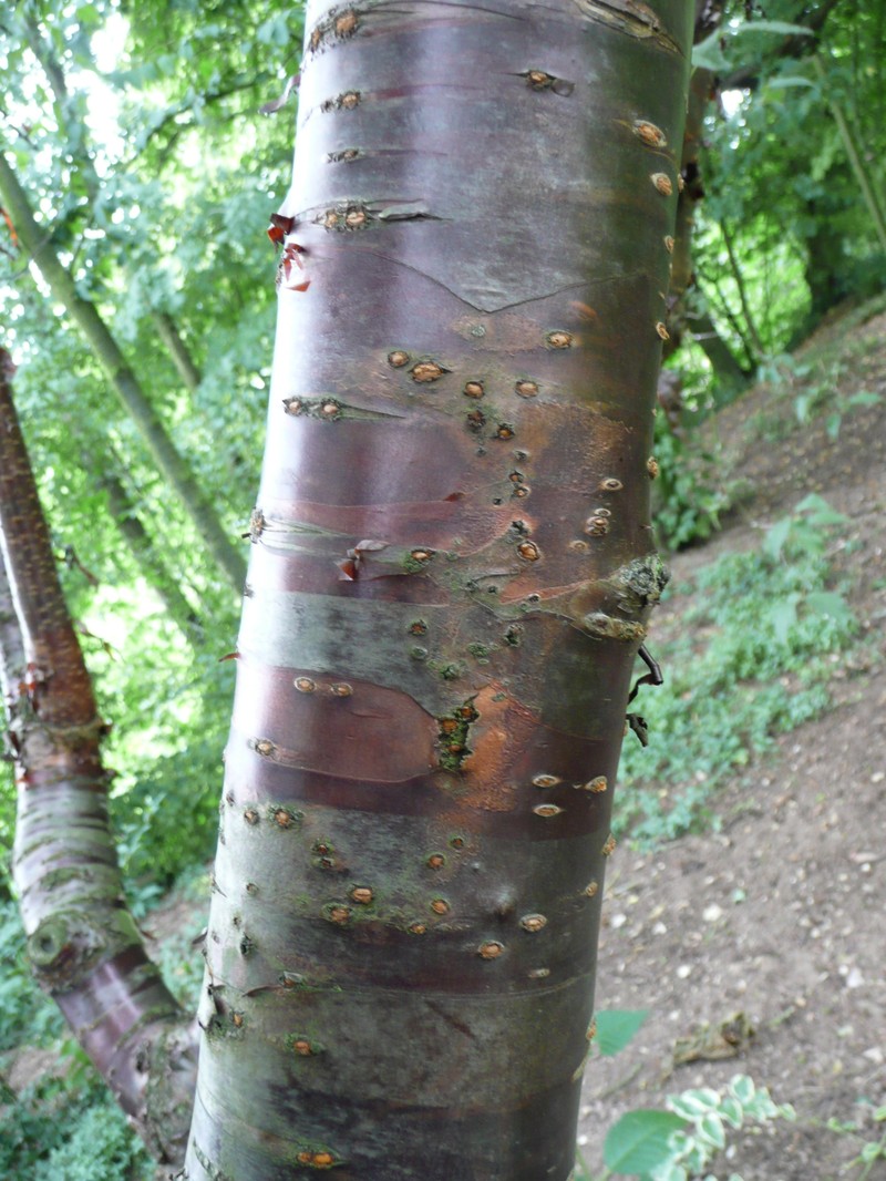 Prunus canescens photo 5