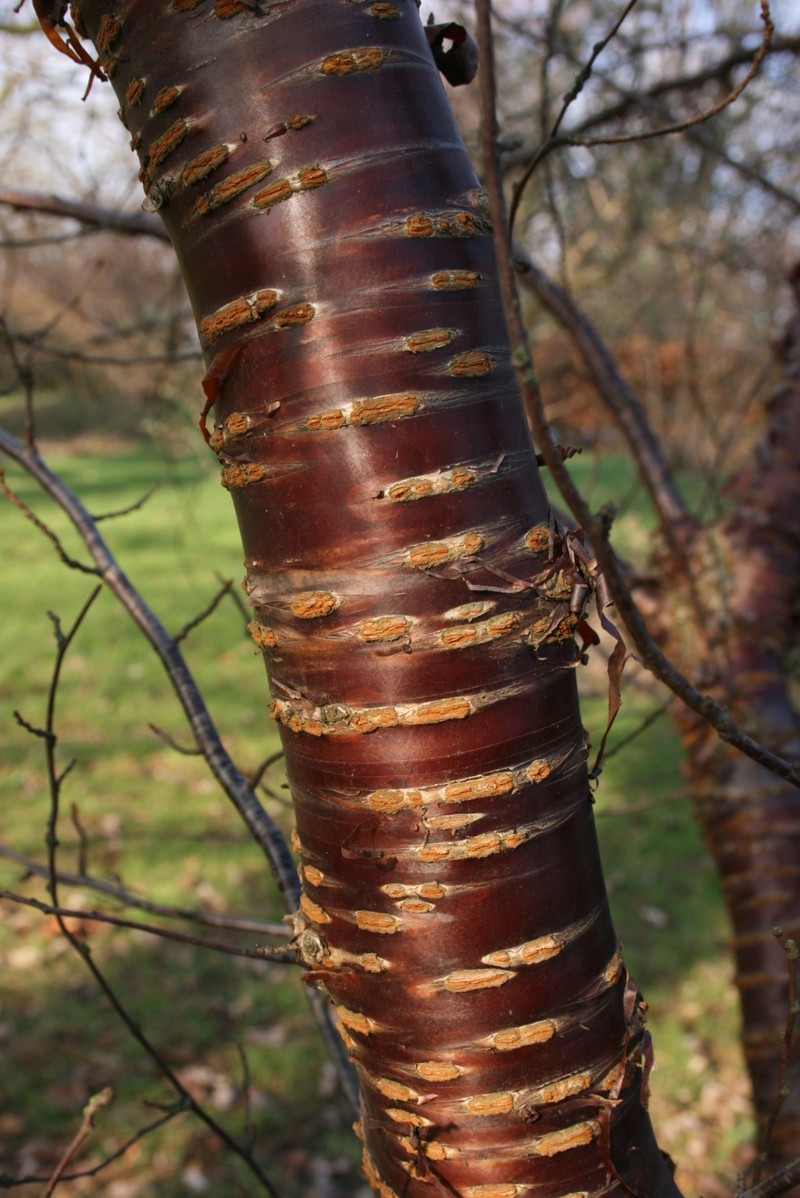 Prunus canescens photo 6