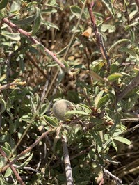 Prunus carduchorum
