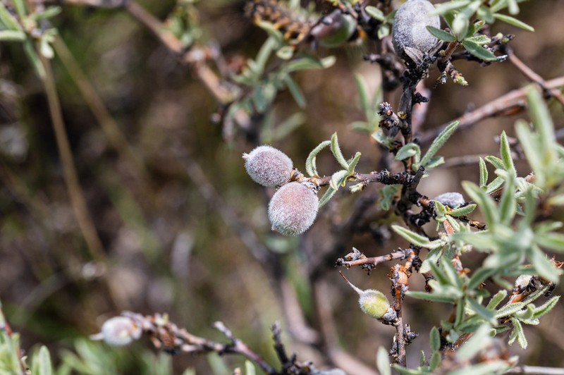 Prunus carduchorum photo 2