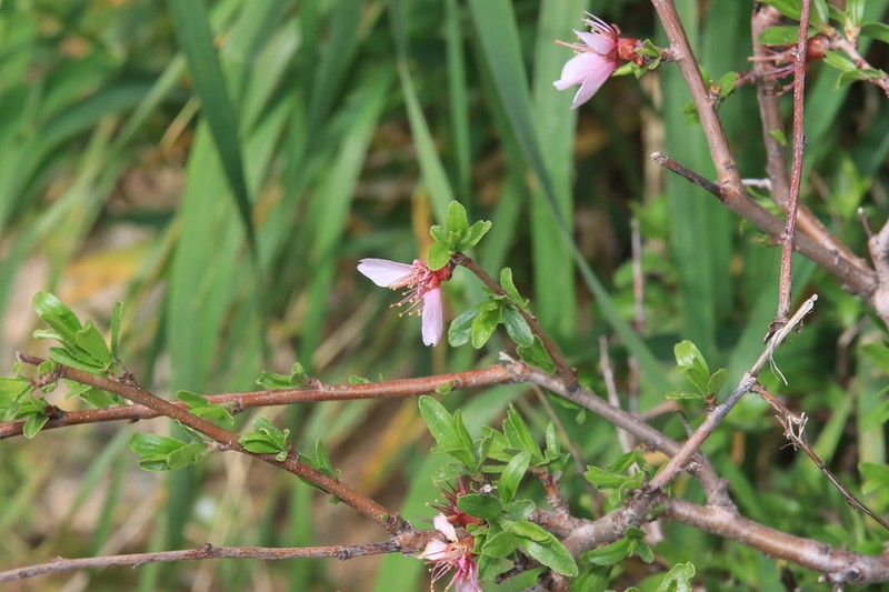Prunus carduchorum photo 4