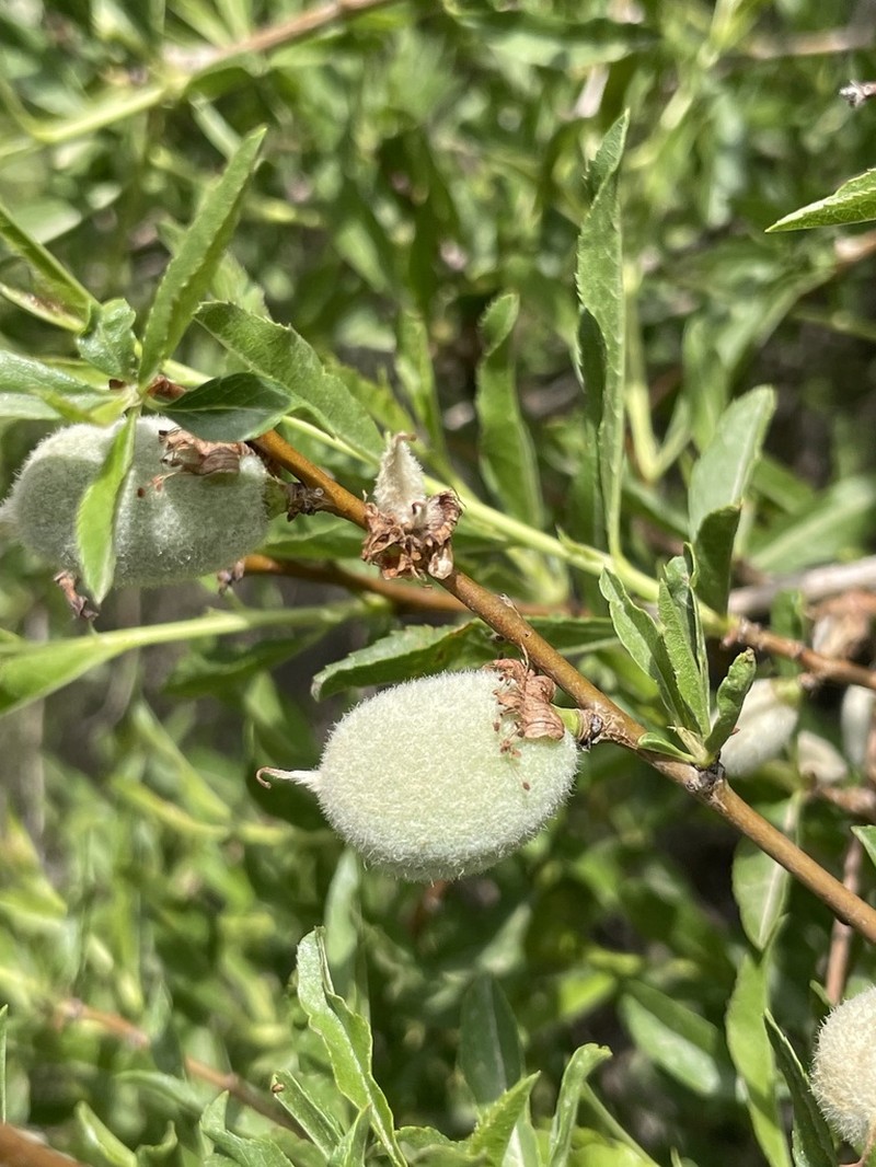 Prunus carduchorum photo 5
