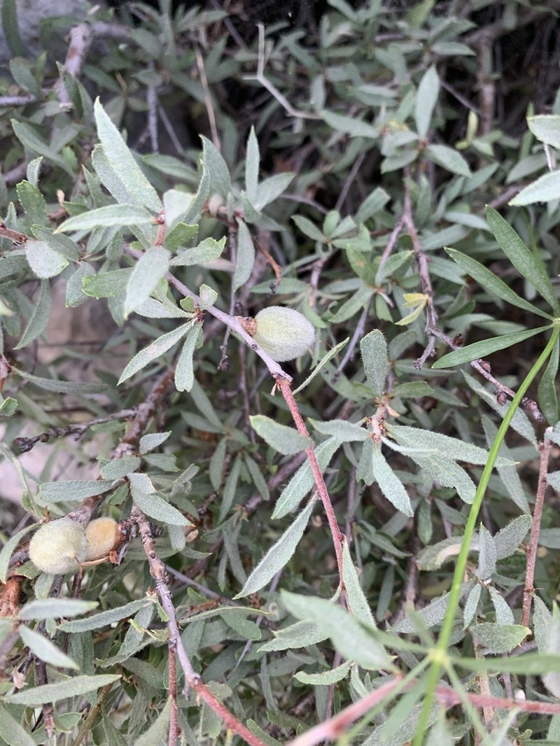 Prunus carduchorum photo 6