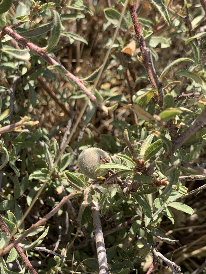 Prunus carduchorum photo 8