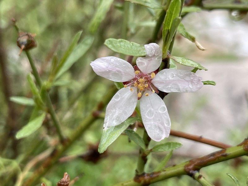 Prunus carduchorum var. glabra