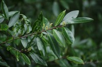 Carolina Laurelcherry