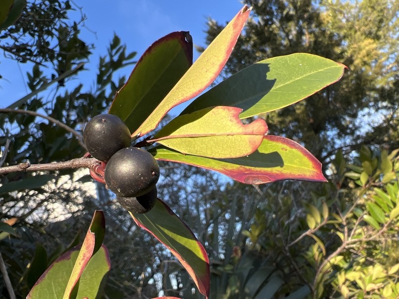 Carolina Laurelcherry photo 2