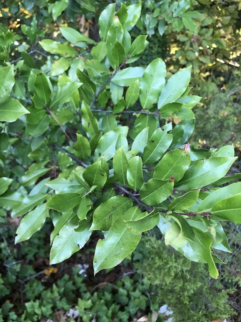 Carolina Laurelcherry photo 3